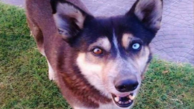 perro callejero muerto